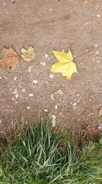 Yellow maple leaf on the path Stock Photos