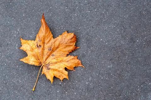 Yellow maple leaf on the pavement Stock Photos
