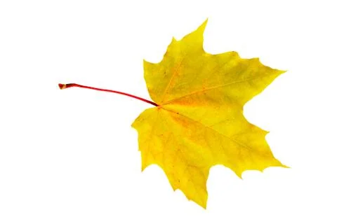 Yellow  maple leaf Stock Photos