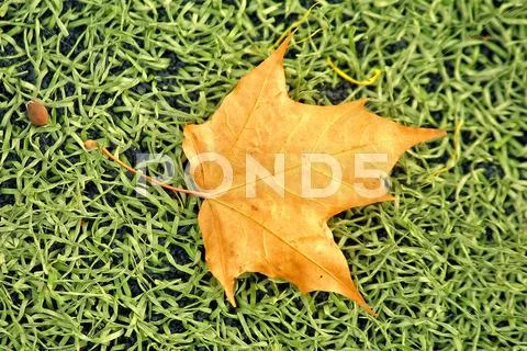 Yellow maple leaf Stock Photos