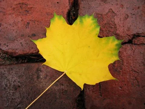 Yellow maple leaf Stock Photos