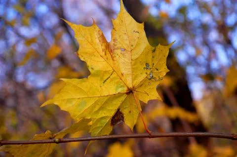 Yellow maple leaf Stock Photos