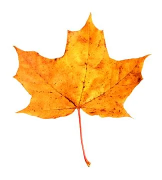 Yellow maple leaf Stock Photos