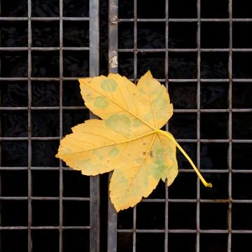 Yellow maple leaf Foto stock
