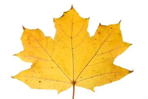 Yellow maple leaf Stock Photos
