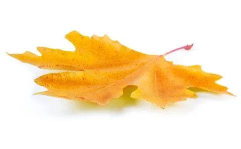 Yellow maple leaf Stock Photos