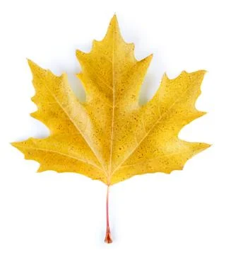 Yellow maple leaf Stock Photos