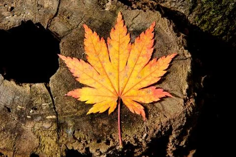 Yellow maple leaf Stock Photos