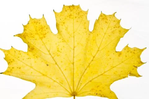 Yellow maple leaf Stock Photos
