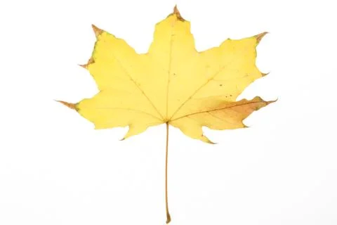 Yellow maple leaf Stock Photos