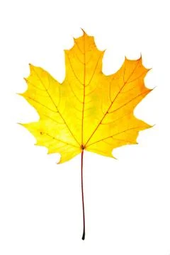 Yellow maple leaf Stock Photos