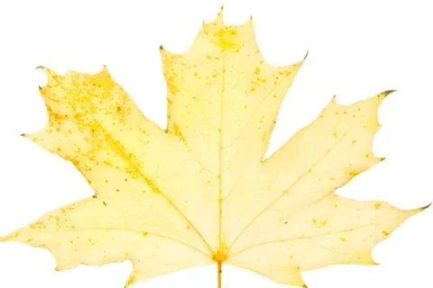 Yellow maple leaf Stock Photos
