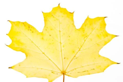 Yellow maple leaf Stock Photos