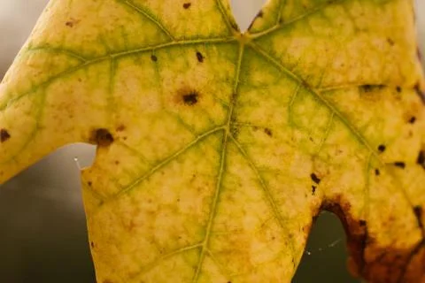 Yellow maple leaf Foto stock