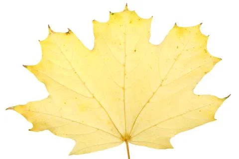 Yellow maple leaf Stock Photos
