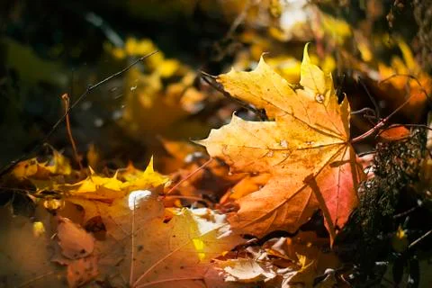 Yellow maple leaf Stock Photos