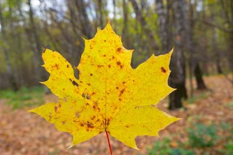 Yellow maple leaf Stock Photos