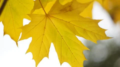 Yellow maple leaf. Stock Photos