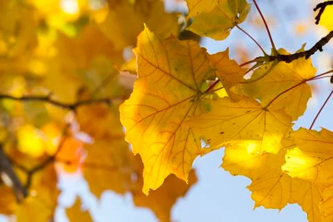 Yellow maple leaf Stock Photos