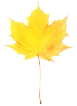 Yellow maple leaf Stock Photos