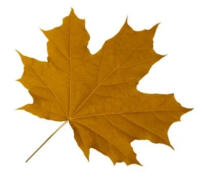Yellow Maple Leaf 스톡 사진