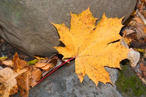 Yellow maple leaf Stock Photos