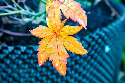Yellow Maple Leaf Stock Photos