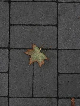 A yellow maple leaf Stock Photos