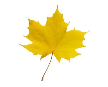 Yellow maple leaf Stock Photos