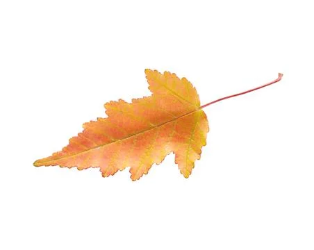 Yellow maple leaf Stock Photos