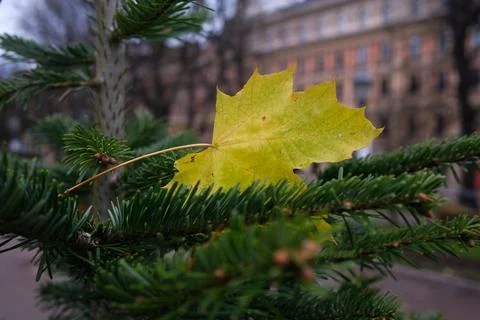 A yellow maple leaf Stock Photos
