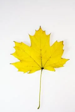 Yellow maple leaf Stock Photos
