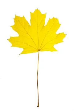 Yellow maple leaf Stock Photos