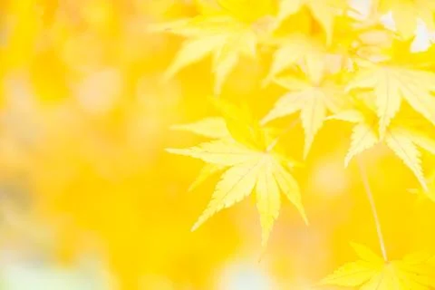 Yellow Maple leaf Stock-Fotos