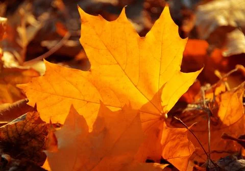 Yellow maple leaf Stock Photos