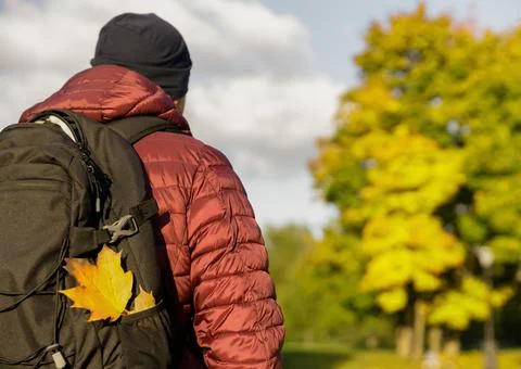 Yellow maple leaf in the pocket of black backpack at the traveler in red jacket Stock Photos