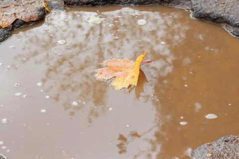 Yellow maple leaf in a pothole filled with water.The bad asphalted road. Stock Photos