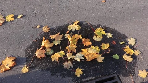 Yellow maple leaf in a puddle. concept of autumn Stock Footage 164086037