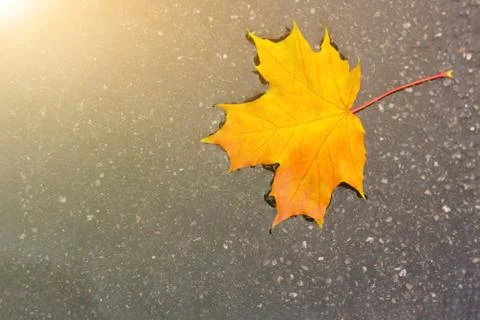 Yellow maple leaf in a puddle. concept of autumn mood and Canada day. Photos