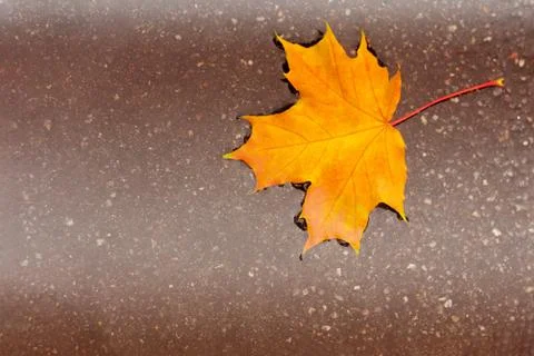 Yellow maple leaf in a puddle. concept of autumn mood and Canada day. 库存照片