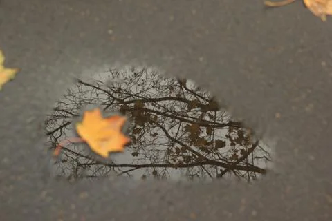 Yellow maple leaf in a puddle. concept of autumn Stock Photos