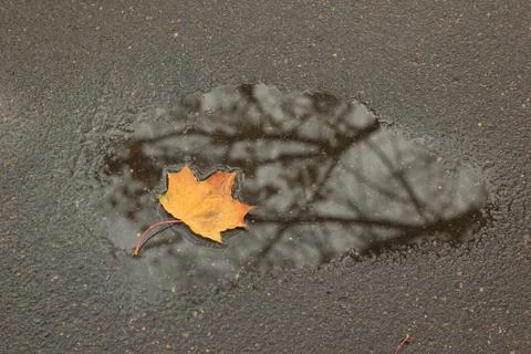 Yellow maple leaf in a puddle. concept of autumn Stock Photos