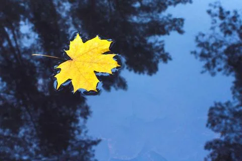 Yellow maple leaf in puddle of water. Autumn concept. Stock Photos