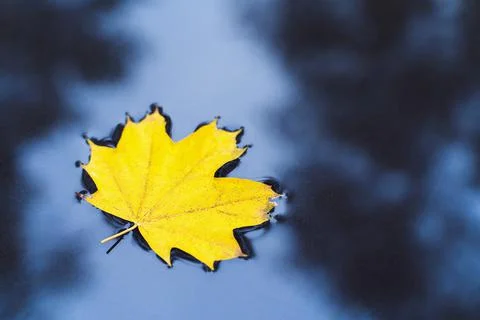 Yellow maple leaf in puddle of water. Autumn background. Фото