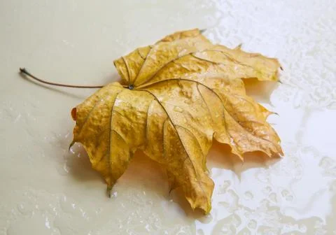 Yellow maple leaf in rain drops Foto stock