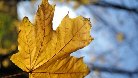 Yellow maple leaf in the rays of the autumn sun Stock Footage 277844301