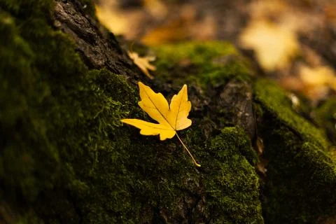 Yellow maple leaf resting on moss-covered tree bark Stock Photos