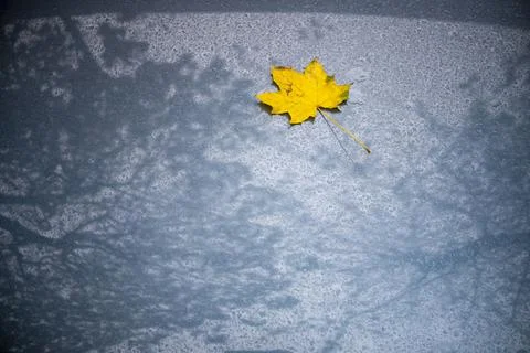 Yellow maple leaf resting on wet car hood in autumn Foto stock