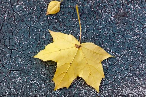 Yellow maple leaf rests on cracked, dark surface Stock Photos