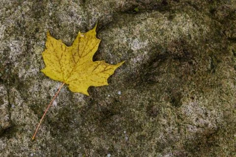Yellow maple leaf on a rock - background Stock Photos